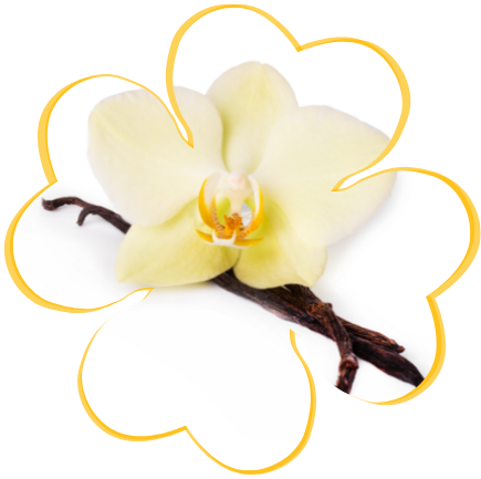 vanilla bean and vanilla flower  from which vanilla extract is made