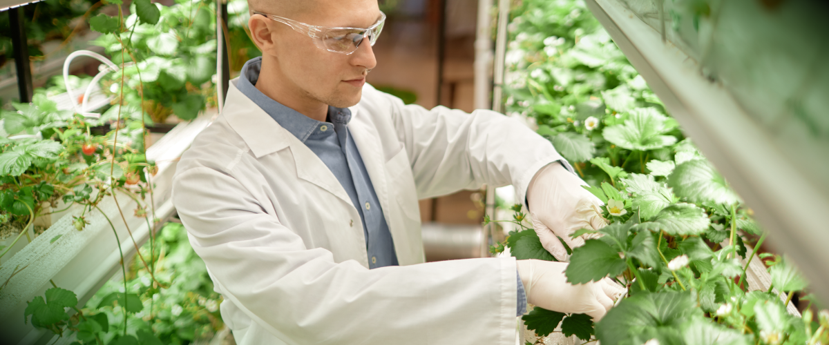 Food scientist inspecting crops, representing how sustainability and science work together to reduce waste.