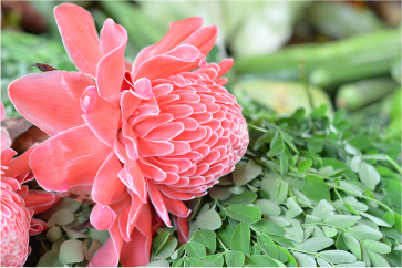 Bright pink tropical flower symbolizing floral inspiration in modern flavor creation.