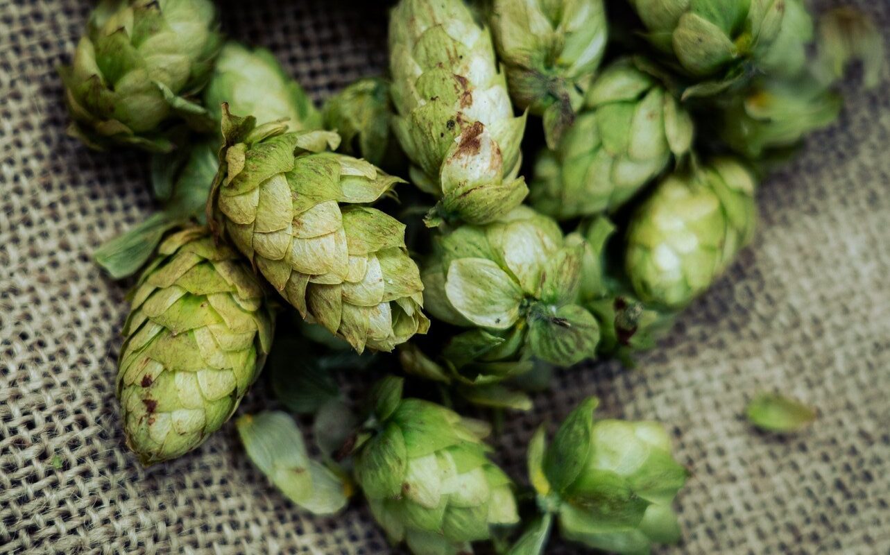 Fresh hops on burlap, representing bitter compounds with slow onset, peak, and lingering decay.